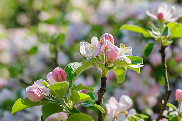 Image showing Apple blossoms closeup