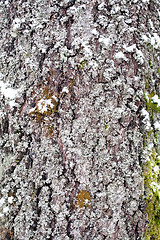 Image showing tree bark texture closeup