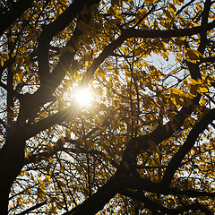 Image showing Sunbeams light through crown of cherry tree