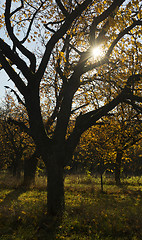 Image showing Autumn in a cherry orchard