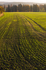 Image showing Field in autumn