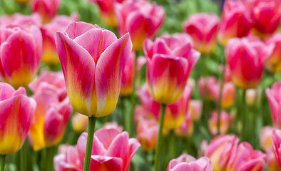 Image showing Filed of Tulips