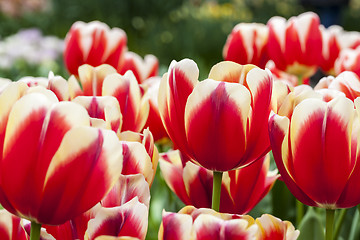 Image showing Filed of Tulips