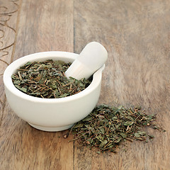 Image showing Periwinkle Leaf Herb