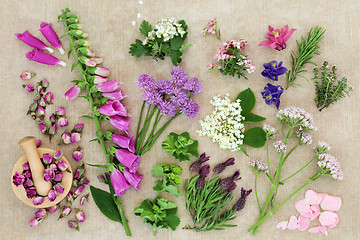 Image showing Herbal Medicine with Herbs and Flowers