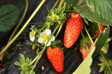 Image showing Fresh strawberries that are grown organic farm