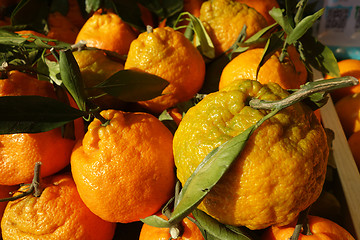 Image showing Mandarine orange or tangerine