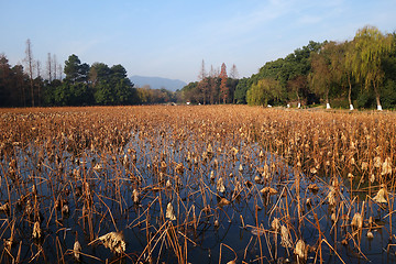 Image showing Brown stems of dead lotus plants during winter