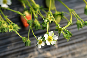 Image showing Blooming white strawberry flowers