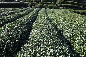 Image showing Green chinese Longjing tea plantation