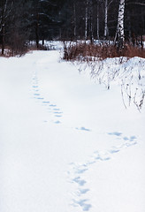 Image showing Animal Tracks In The Snow Forest