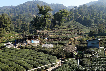 Image showing Green Chinese Longjing tea plantation