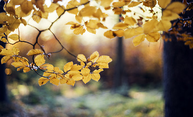 Image showing Autumn forest. Abstract background