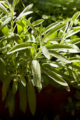 Image showing Salvia (sage) plant