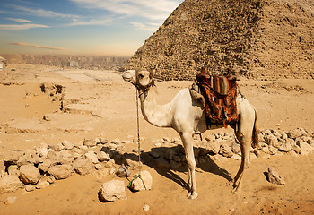 Image showing Camel near ruins