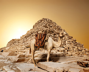 Image showing Camel in sandy desert