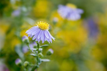 Image showing purple aster in the garden