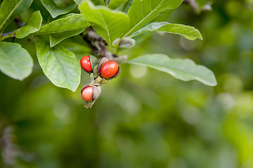 Image showing garden magnolia plant branch detail with red fruits