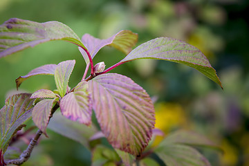 Image showing garden plant branch detail