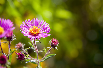 Image showing pink aster in the garden