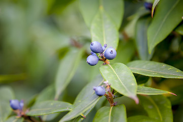 Image showing garden plant branch detail