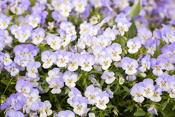 Image showing Small nice pansies