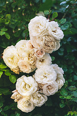 Image showing Withering white roses