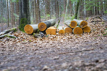 Image showing cutted wood in the forest