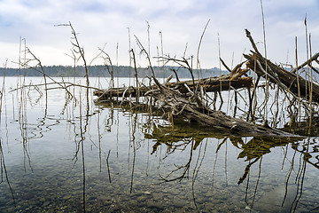 Image showing a tree in the lake Ostersee Bavaria Germany