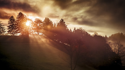 Image showing a sun shines through a tree