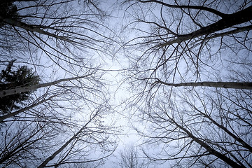 Image showing some leafless trees in the sky