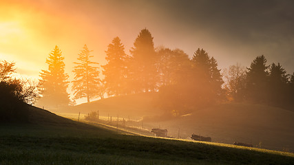 Image showing cows walking to the sunlight