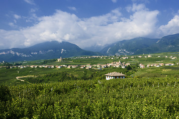 Image showing Apple gardens in Trentino