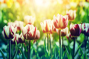 Image showing Tulips in rim light