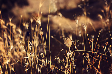 Image showing Dry filed weed herbs in golden light