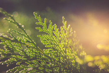 Image showing Cypress in sunlight