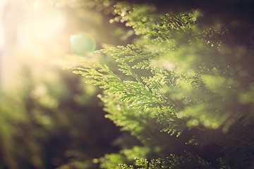 Image showing Cypress close up in sunlight