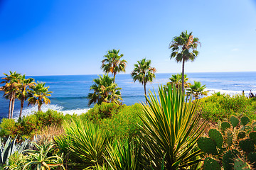 Image showing Tropical flora in Laguna Beach