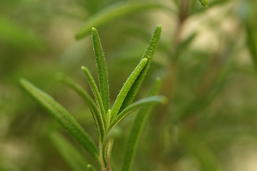 Image showing Rosemary