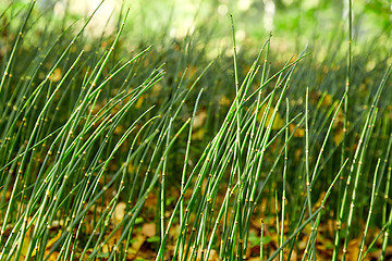 Image showing Horsetail grass in forest