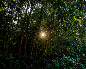 Image showing Sunset in forest