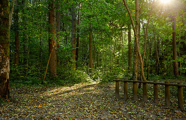 Image showing View of forest pathway