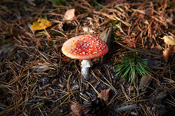 Image showing Closeup of fly agaric mushroom