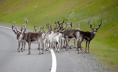 Image showing reindeer herd standing on highway road