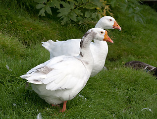 Image showing two withe geese