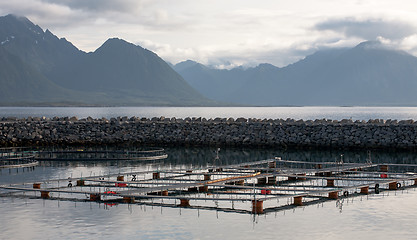 Image showing fish growing farm