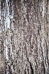 Image showing pine tree bark texture closeup