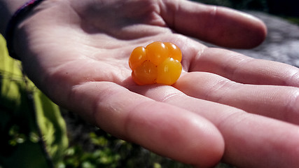 Image showing cloudberry