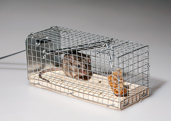 Image showing mouse inside mousetrap