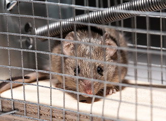 Image showing mouse inside mousetrap